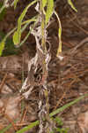 Heller's cudweed